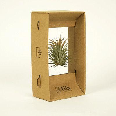 Подарочная упаковка для растений Tila Airplant