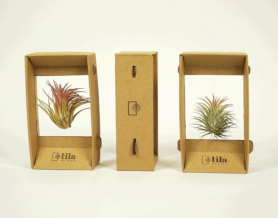 Подарочная упаковка для растений Tila Airplant