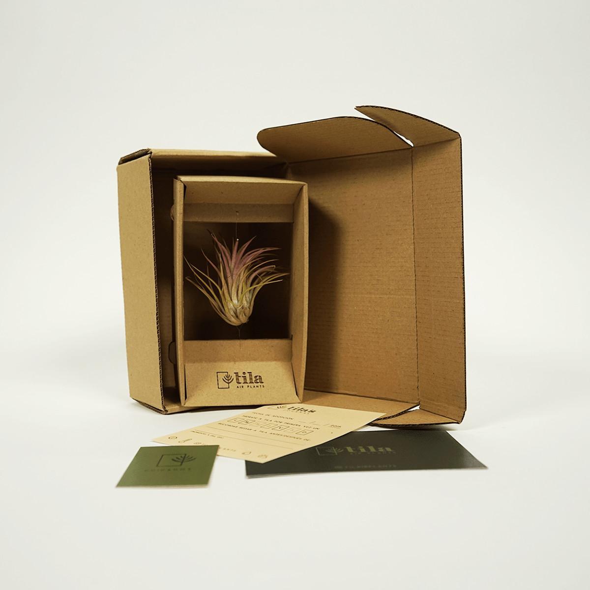 Подарочная упаковка для растений Tila Airplant