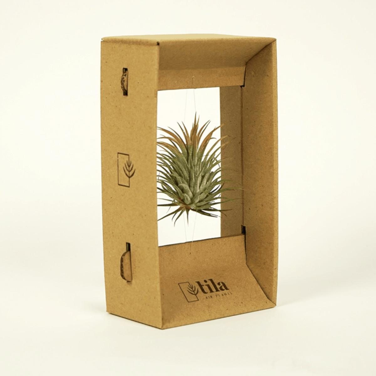 Подарочная упаковка для растений Tila Airplant