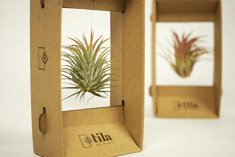 Подарочная упаковка для растений Tila Airplant