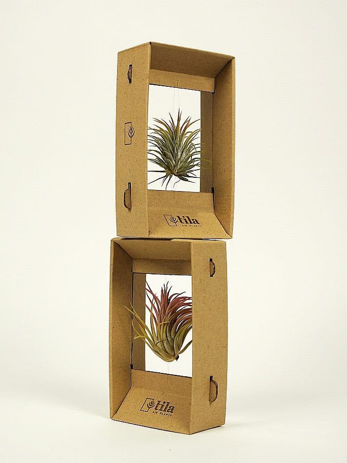 Подарочная упаковка для растений Tila Airplant