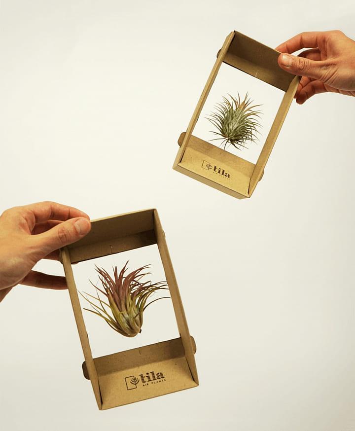 Подарочная упаковка для растений Tila Airplant